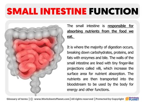 intestine facts.